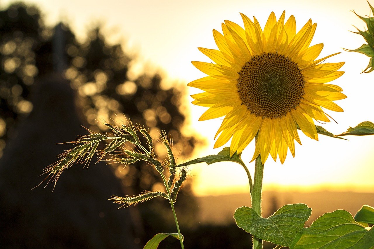 Sonnenblume Ihren Garten verwandeln für den Sommer Tipps & Tricks