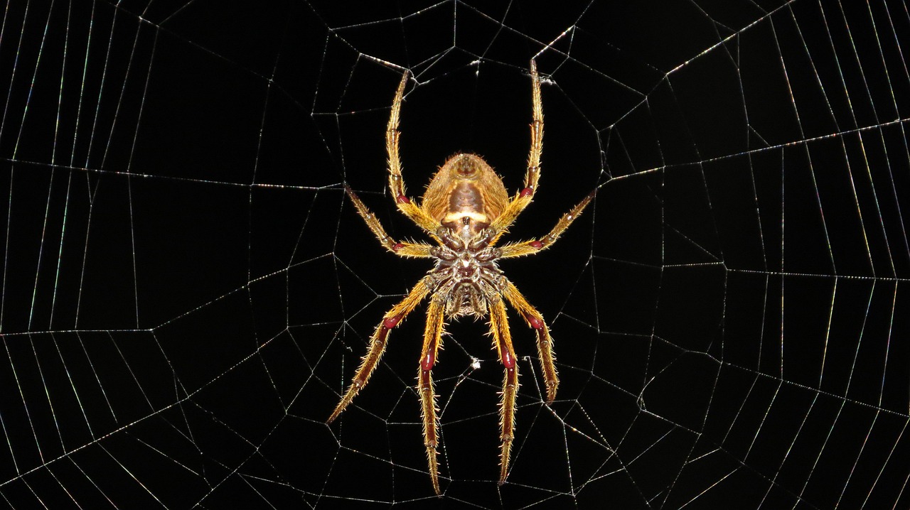 Spinne im Spinnennetz Krafttier Spinne Bedeutung Waldfrau und Schamanismus